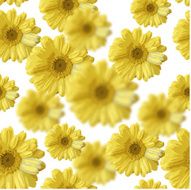 beautiful yellow flowers