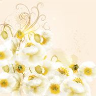 Beautiful vector background with white poppy flowers