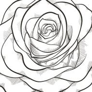 Background with beautiful black and white rose