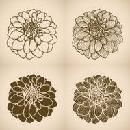 Hand drawn Dahlia flower N5