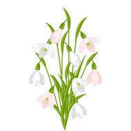 Bouquet of flowers snowdrops on white background