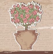Bush of roses