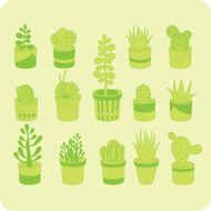 Succulent mix