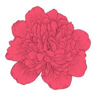 beautiful peony flower isolated on background