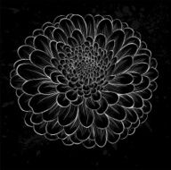 white chrysanthemum outline with gray spots on a black background