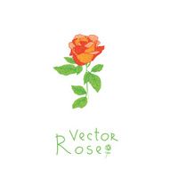 beautiful rose