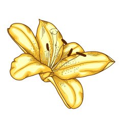 beautiful lily in the style of engraving and watercolors N2