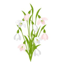 Bouquet of flowers snowdrops on white background