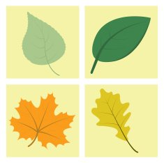 Set of Leaves Illustrations