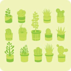 Succulent mix