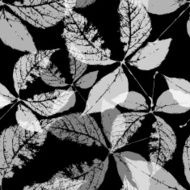 Seamless background with leaves Black and white endless pattern N9