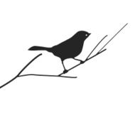 Silhouette of a bird on branch