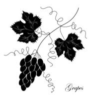 Grapevine Vector wine design elements N19
