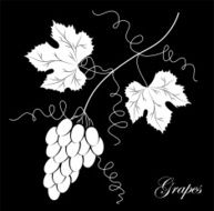 Grapevine Vector wine design elements N20
