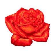 beautiful red rose isolated on white background N6