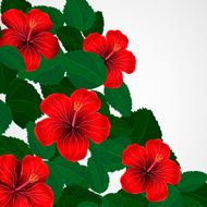Floral design background Hibiscus flowers N3