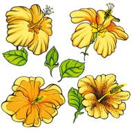 Hibiscus Flower Vector N6