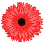 Beautiful pink gerbera isolated on white background