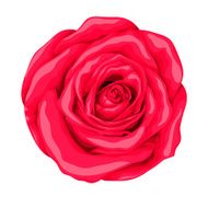beautiful red rose isolated on white background N7