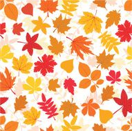 Leaf Pattern N42