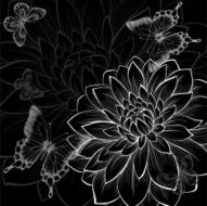 beautiful monochrome black and white background with dahlias butterflies