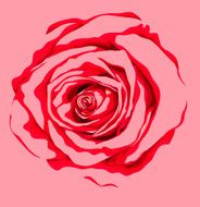 Hand-drawn red rose design element