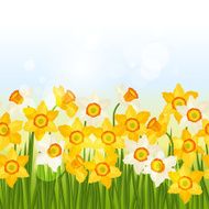 Spring flowers narcissus seamless pattern horizontal border