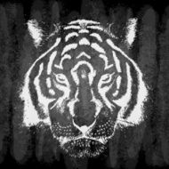 Hand drawn tiger on chalk board grunge