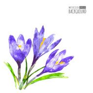 Watercolor vector background with purple crocus flower and green leaves