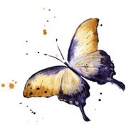 Watercolor Butterfly N3