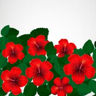 Floral design background Hibiscus flowers N4