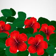 Floral design background Hibiscus flowers N5
