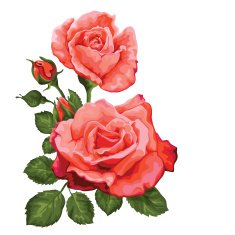 Pink rose bud with stem isolated on white Vector illustration