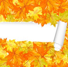 Autumn maple pattern with ripped stripe
