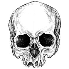 Skull drawing N4