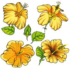 Hibiscus Flower Vector N6
