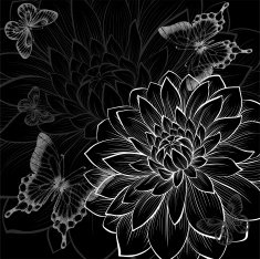 beautiful monochrome black and white background with dahlias butterflies