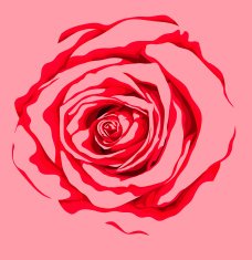 Hand-drawn red rose design element