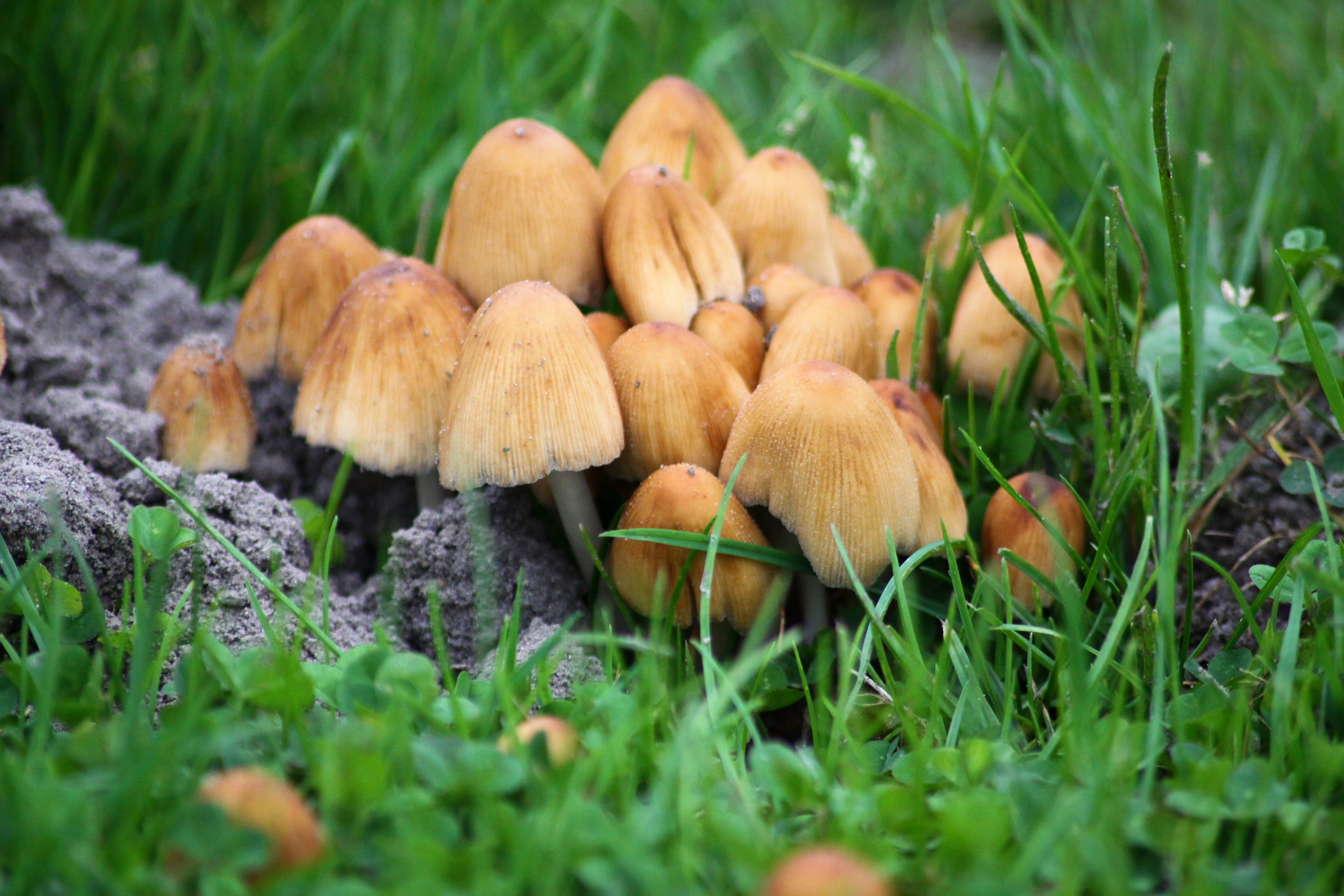 Осенние грибы на лугах
