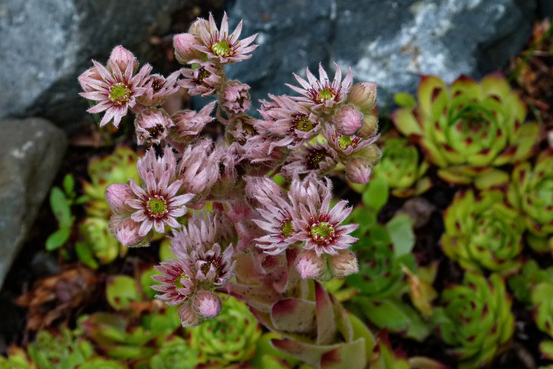 Chicks and hens bloom free image download