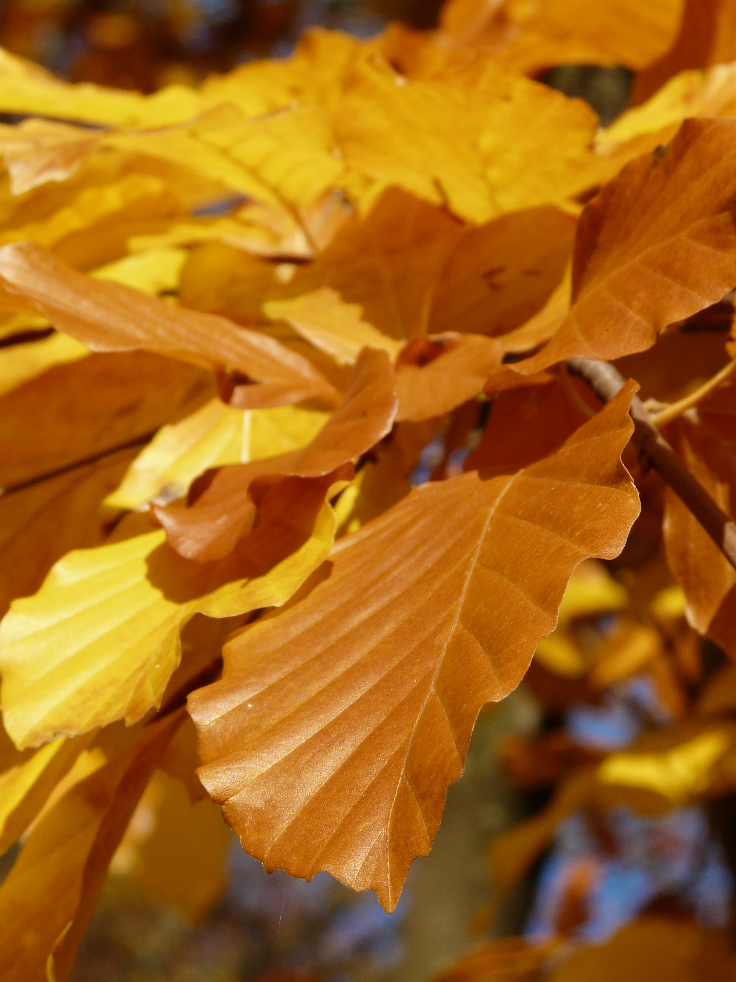 Золотая осень листва