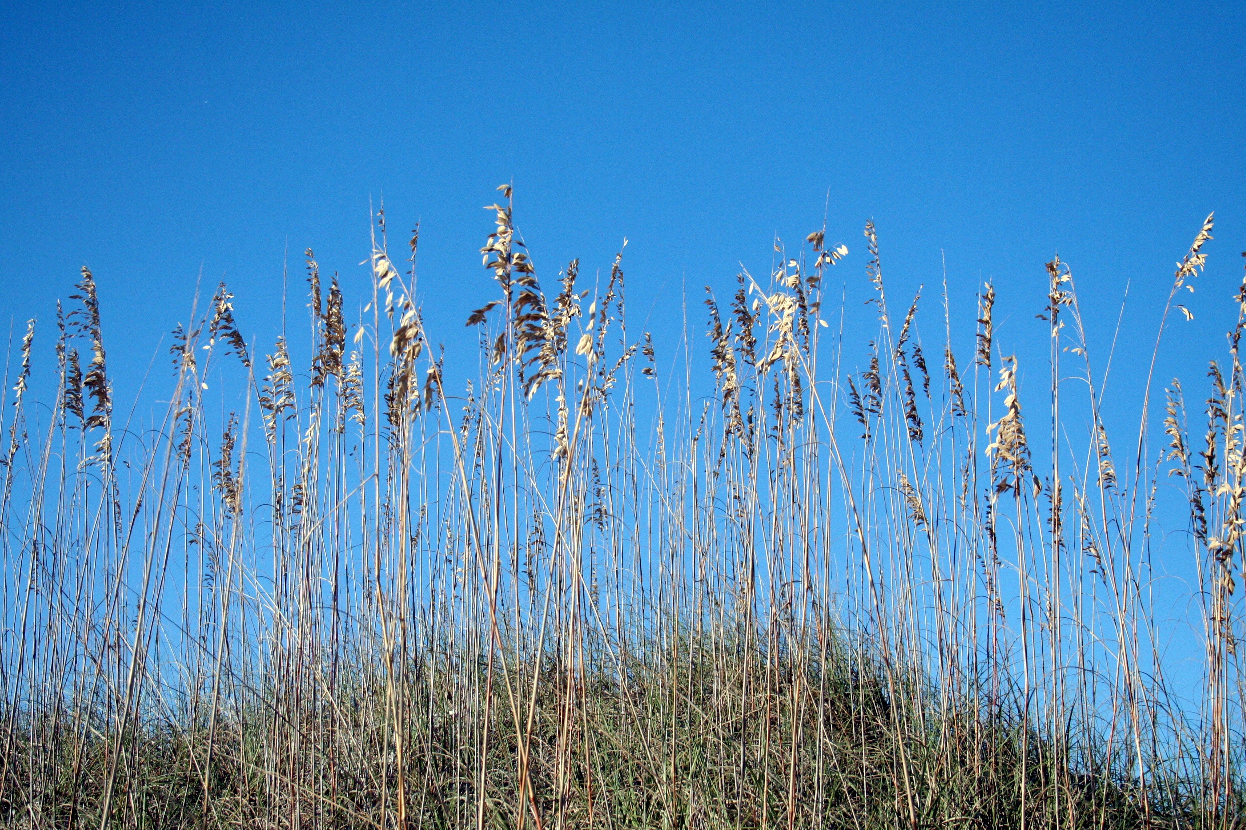 Sea oats like grass on the coastline free image download