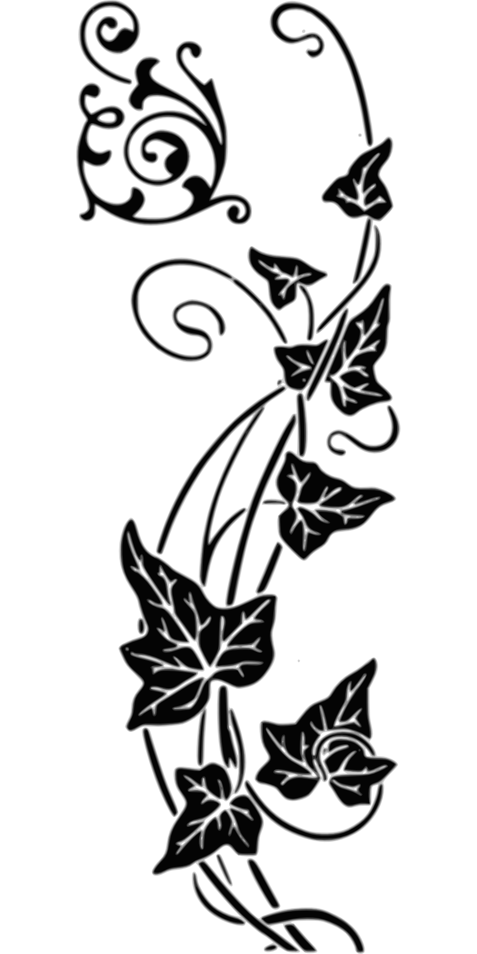 Ivy vine, drawing, border free image download