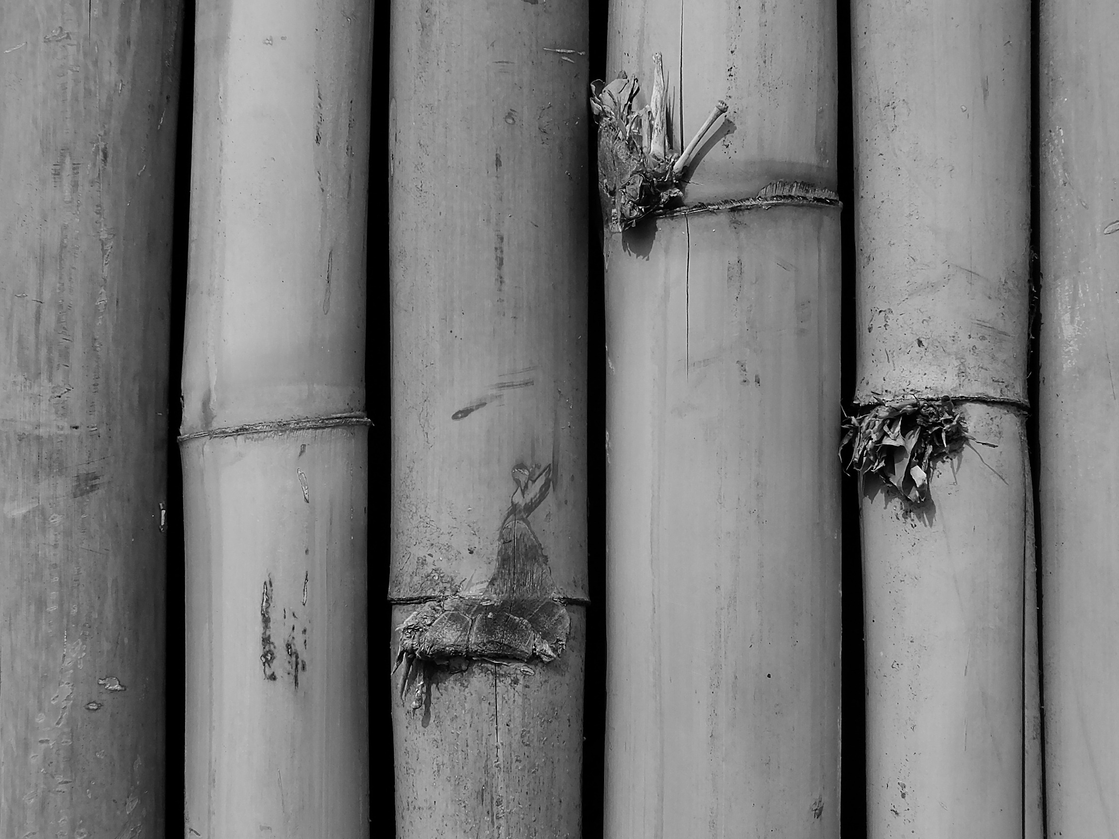 Black white bamboo closeup free image download