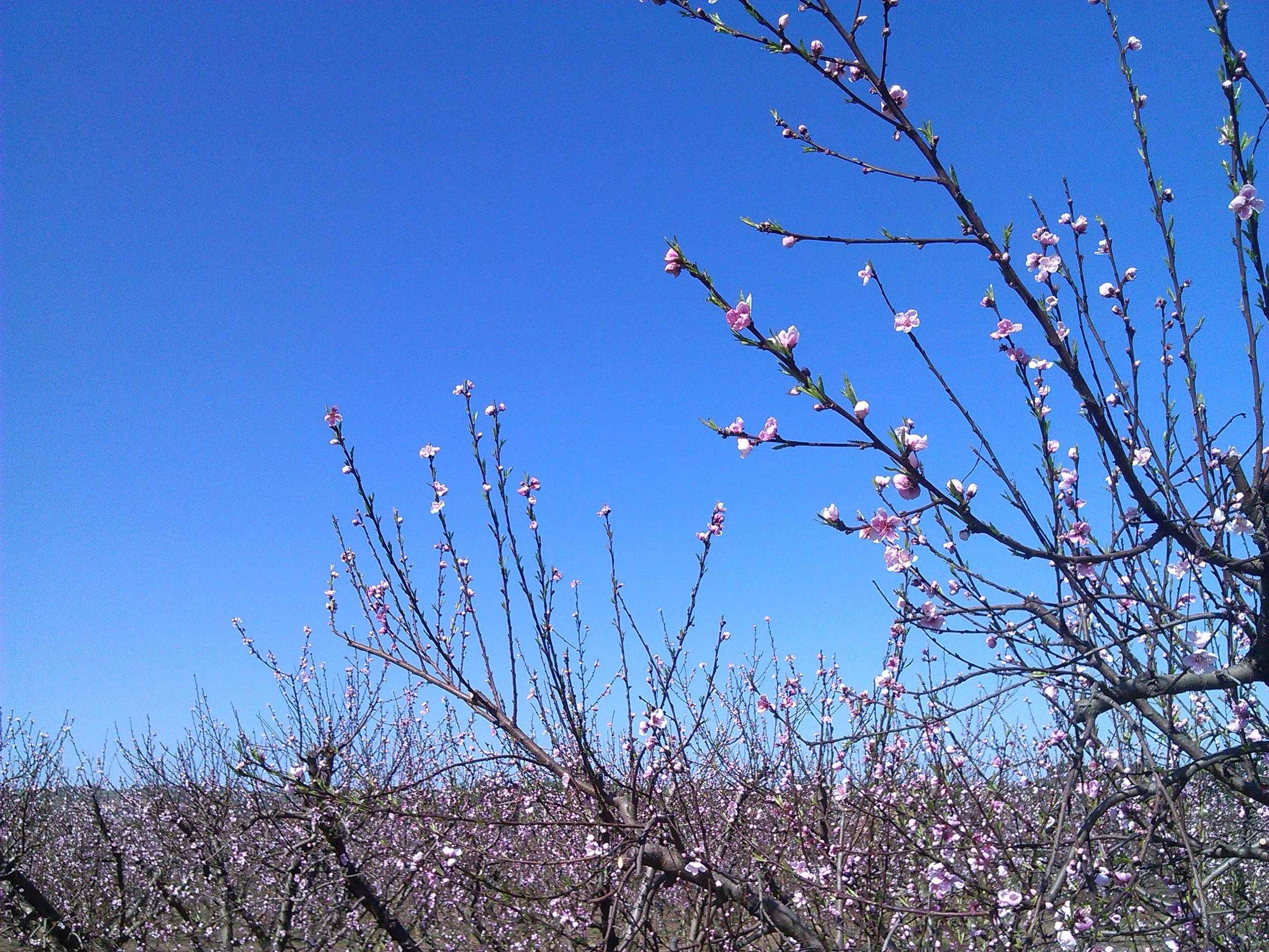 Персиковое дерево весной