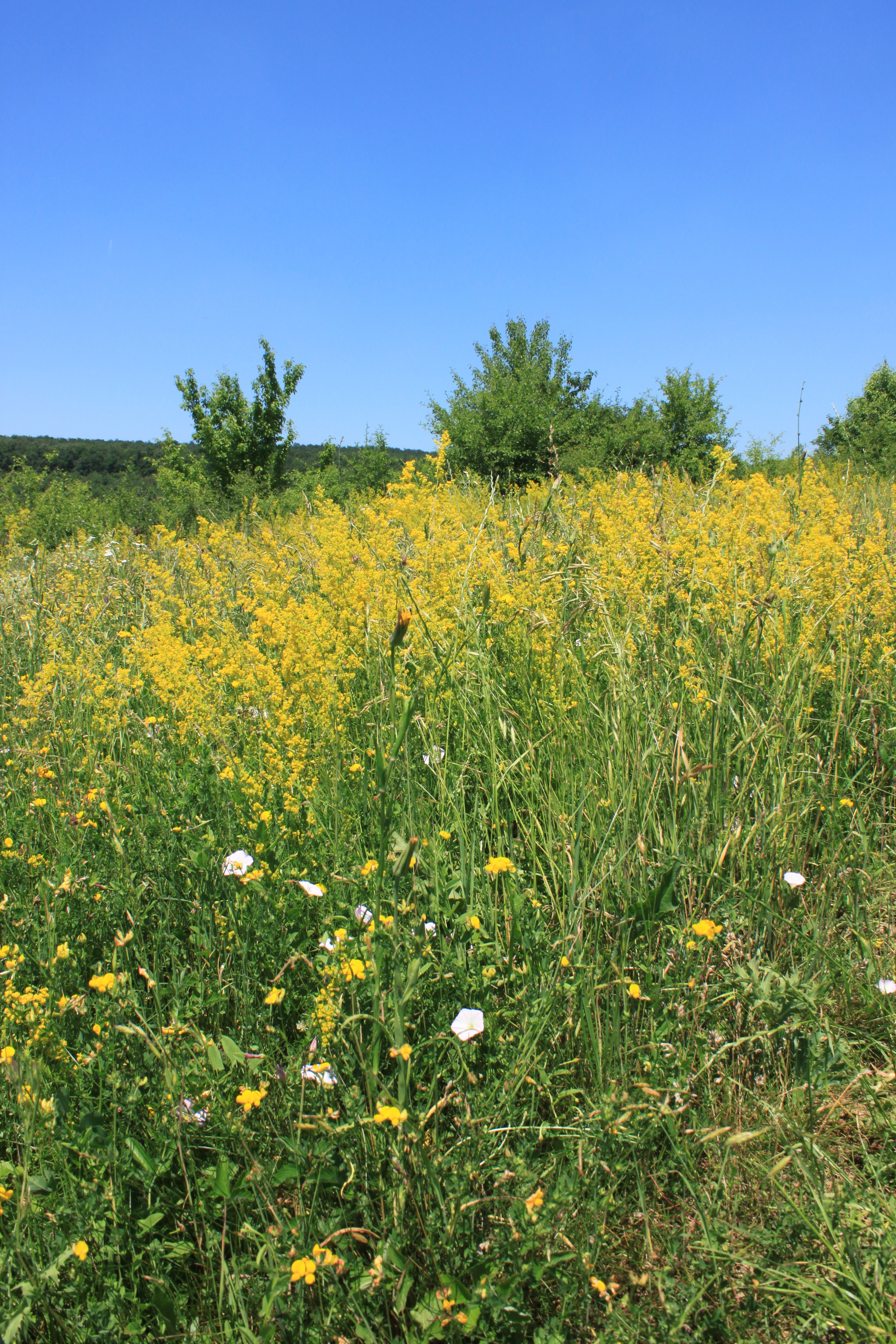 Как называется поле травы. Желтая трава. Желтое растение на полях. Жёлтая трава на полях. Травка с желтыми цветами.