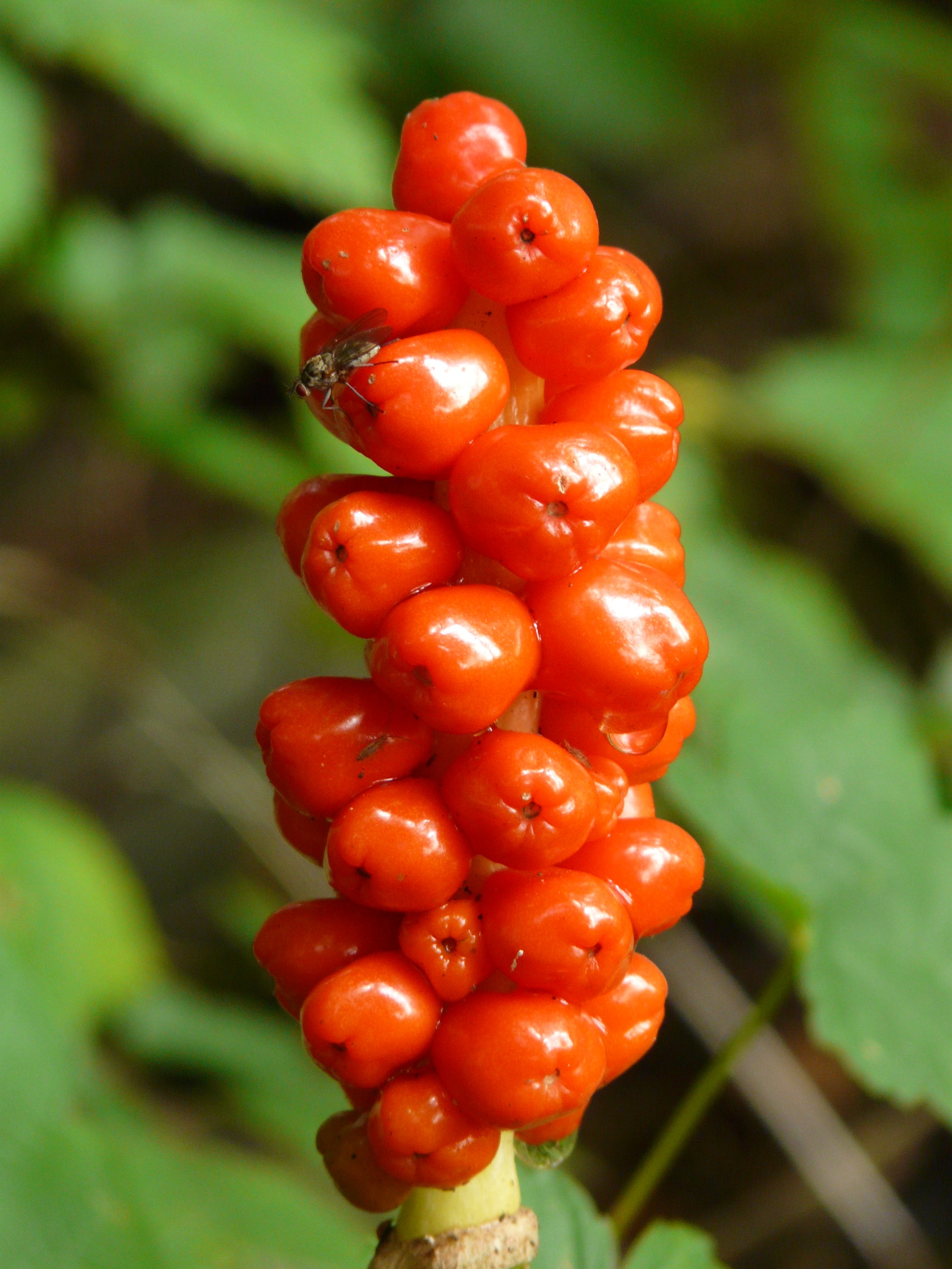 Plant with poisonous red berries close-up on blurred background free ...