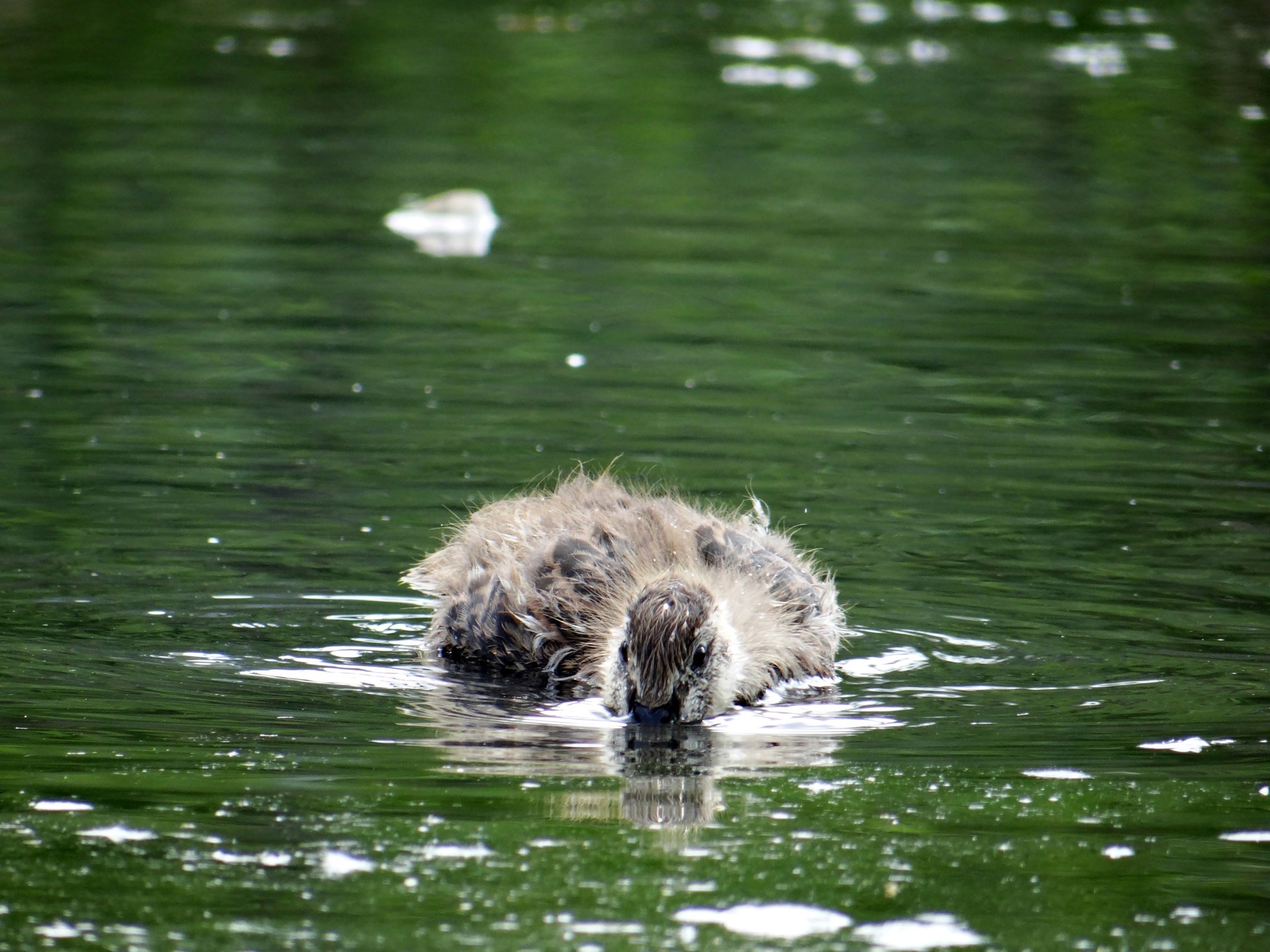 Duckling hunt in the water free image download