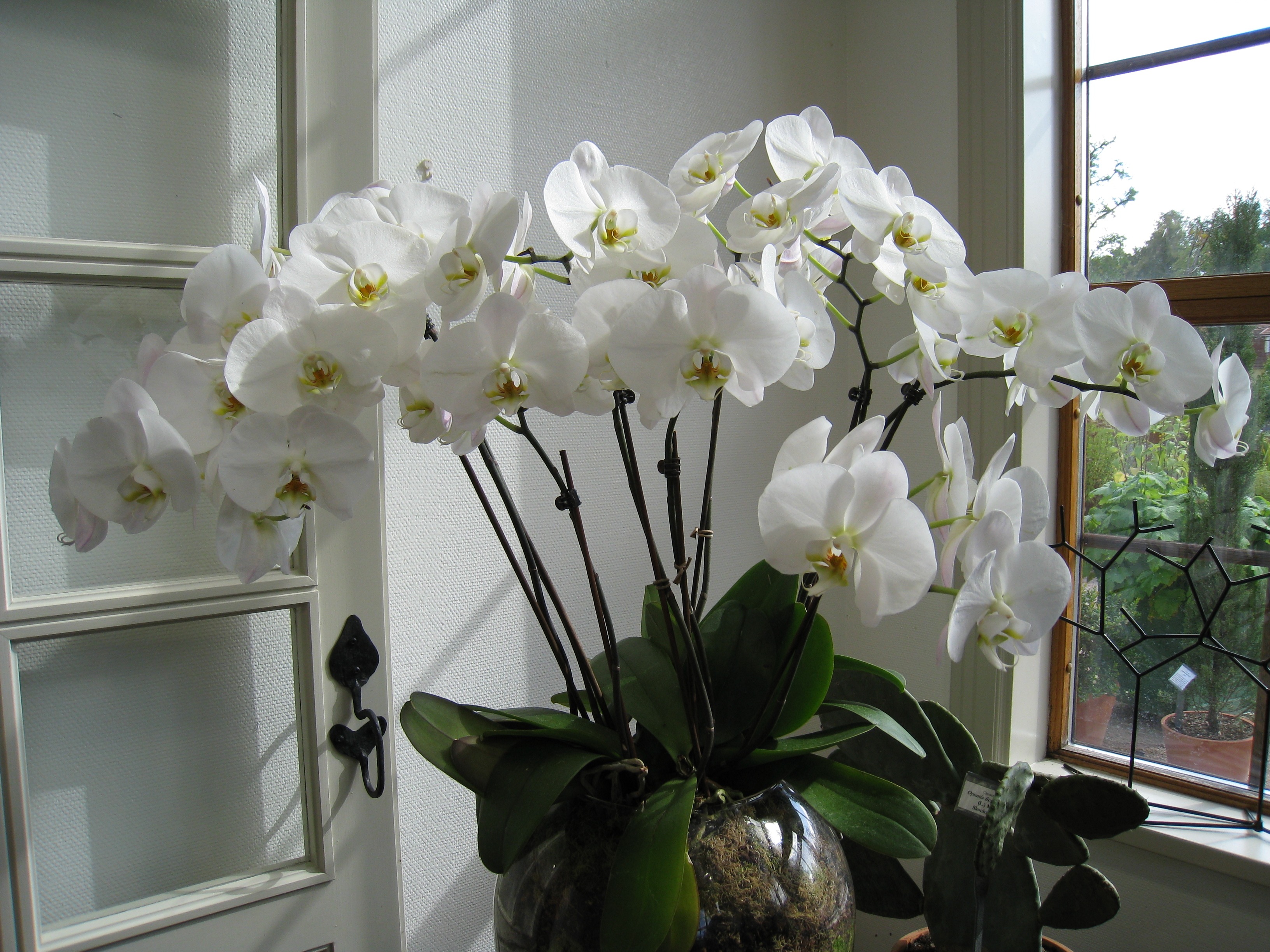 Комнатные Цветы Орхидеи