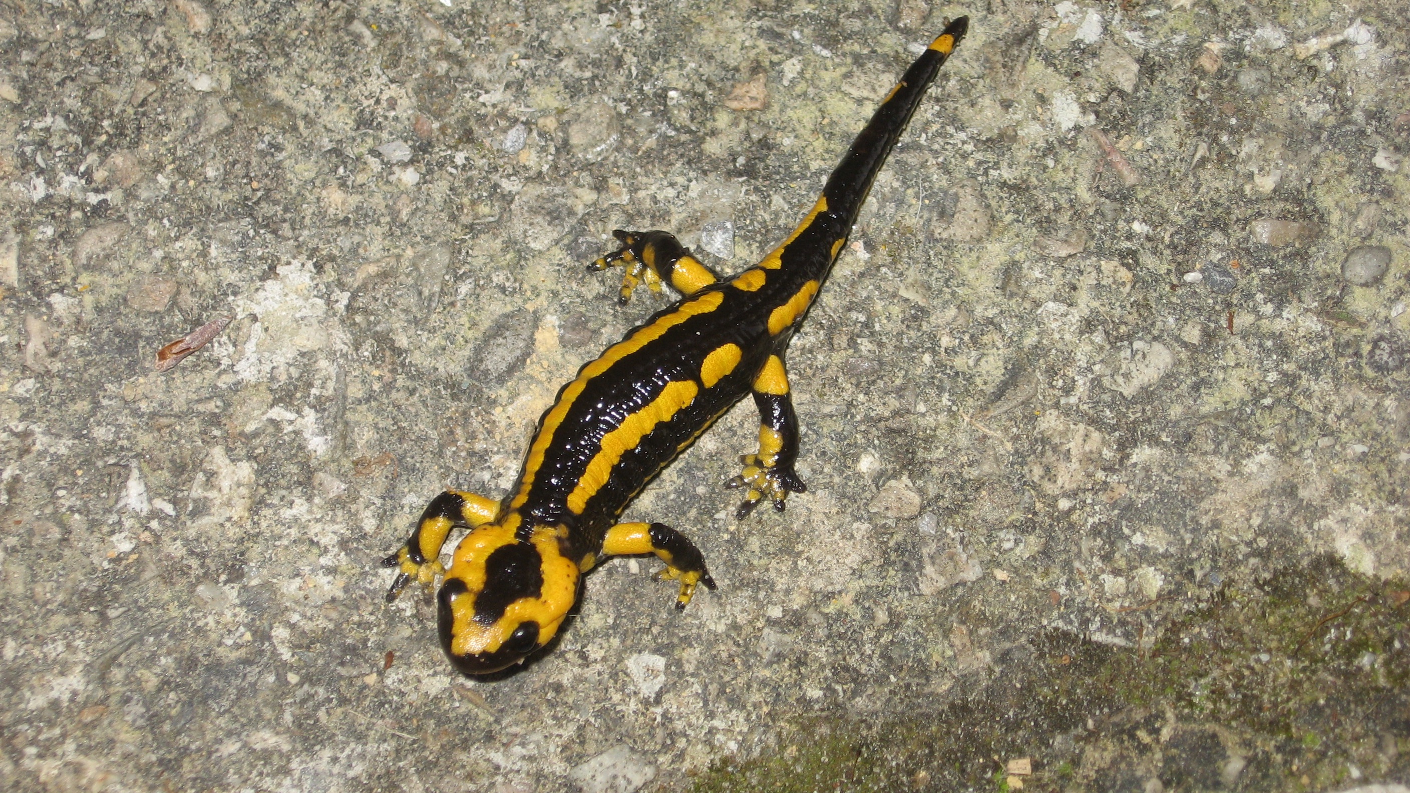 Black yellow lizard on stone free image download